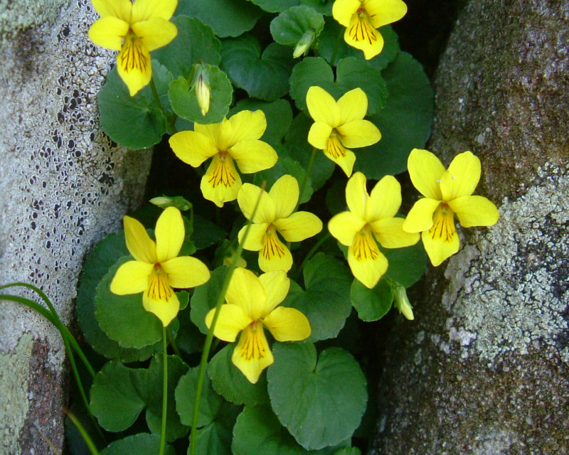 Viola biflora / Viola gialla